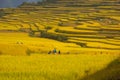 Terraced rice fields - Many people are working